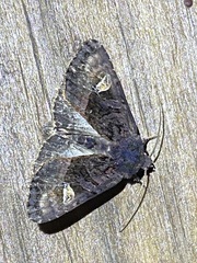 Euplexia benesimilis