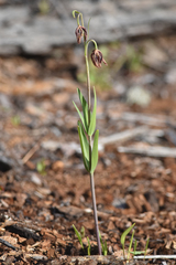 Fritillaria affinis
