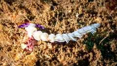 Pteraeolidia ianthina
