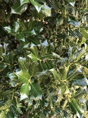 Ilex cornuta