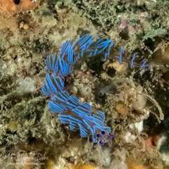 Pteraeolidia ianthina