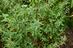 Chenopodium ficifolium