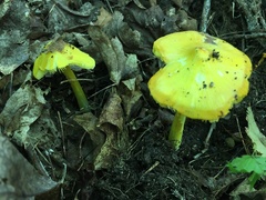 Hygrocybe acutoconica