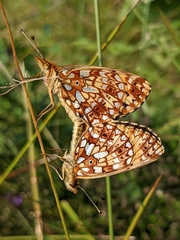 Boloria selene