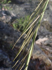 Boechera