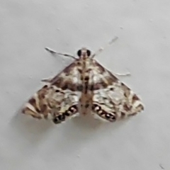 Petrophila fulicalis