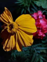 Tagetes erecta