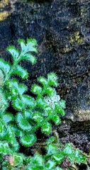 Asplenium subglandulosum