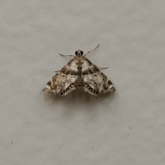 Petrophila fulicalis