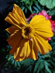 Tagetes erecta
