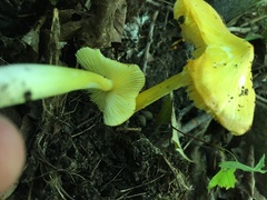 Hygrocybe acutoconica