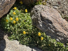 Erythranthe tilingii