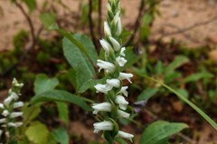 Spiranthes cernua