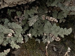 Myriopteris parryi