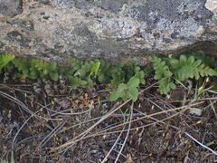Polypodium hesperium