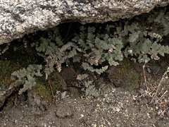 Myriopteris parryi