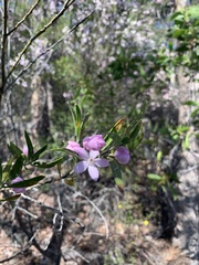 Eriostemon australasius