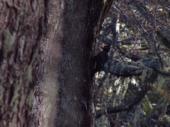 Campephilus magellanicus