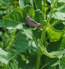 Schistocerca damnifica