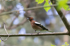 Fringilla coelebs