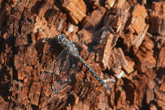 Rhionaeschna californica