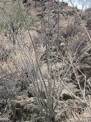 Fouquieria splendens