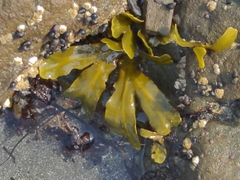 Fucus distichus