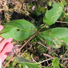 Lonicera hirsuta