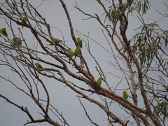 Melopsittacus undulatus