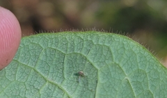 Lonicera hirsuta