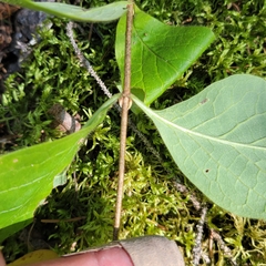 Lonicera hirsuta