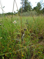 Cosmos parviflorus