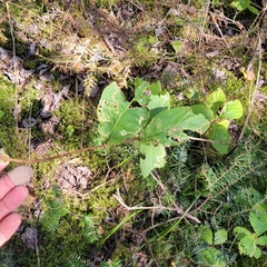 Lonicera hirsuta