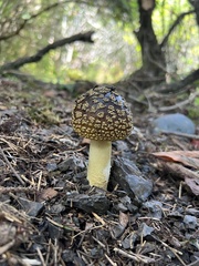 Amanita augusta
