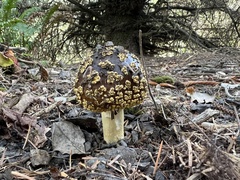 Amanita augusta