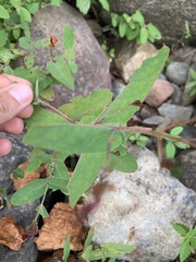 Hypericum virginicum