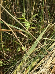 Pluchea odorata odorata