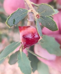 Cynips douglasii