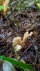 Cudoniaceae
