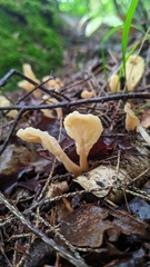 Cudoniaceae