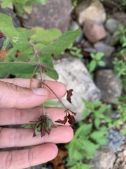 Hypericum virginicum