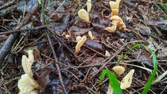 Cudoniaceae