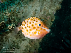 Anoplocapros inermis