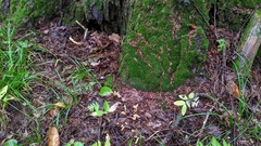 Cudoniaceae