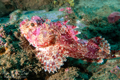Scorpaena jacksoniensis