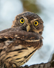 Glaucidium gnoma