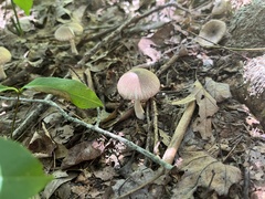Pluteus longistriatus