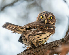 Glaucidium gnoma