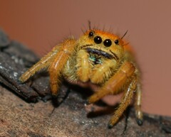 Phidippus nikites