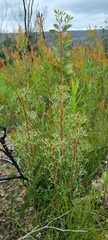 Isopogon ceratophyllus